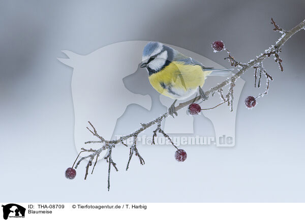 Blaumeise / blue tit / THA-08709