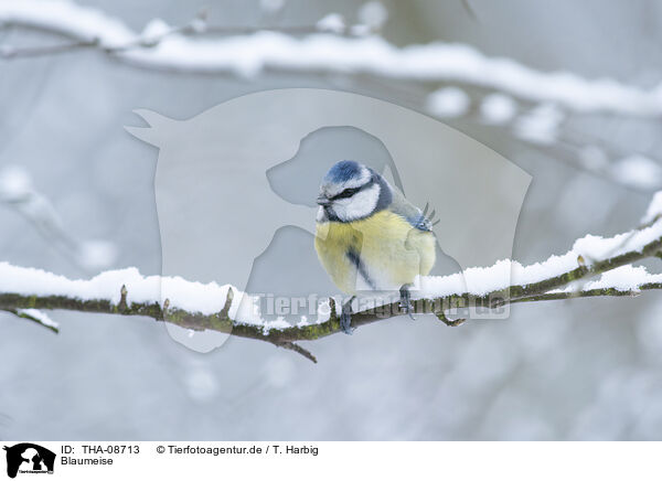 Blaumeise / blue tit / THA-08713