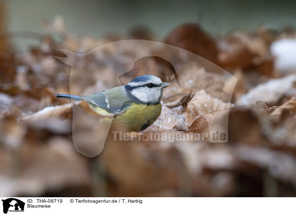 Blaumeise / blue tit / THA-08719