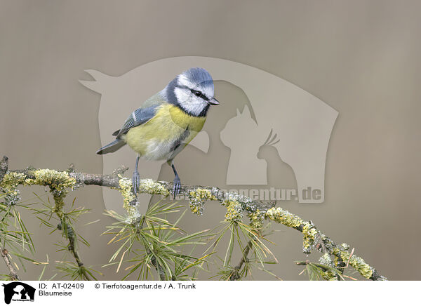 Blaumeise / bluetit / AT-02409