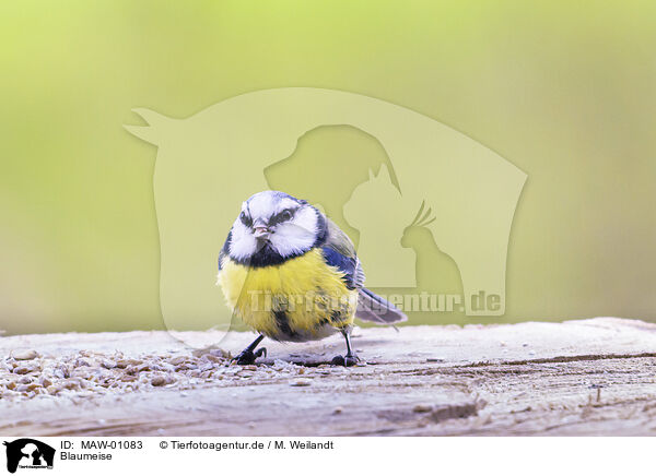 Blaumeise / bluetit / MAW-01083