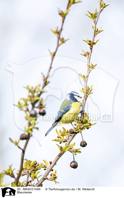 Blaumeise / bluetit / MAW-01086