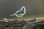 Blaumeise sitzt auf Ast