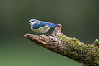 Blaumeise sitzt auf Ast