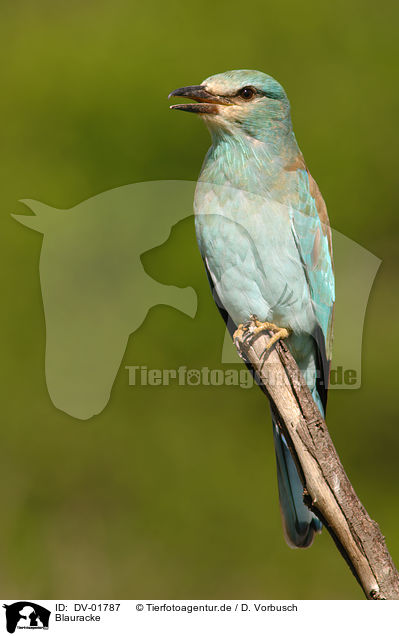 Blauracke / European roller / DV-01787