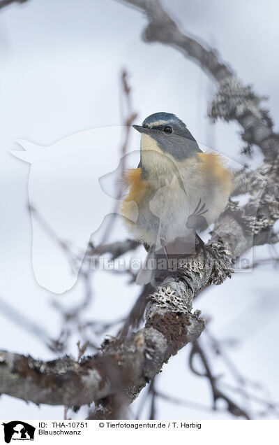 Blauschwanz / orange-flanked bush-robin / THA-10751