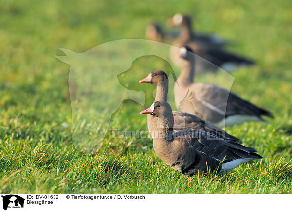 Blessgnse / white-fronted geese / DV-01632