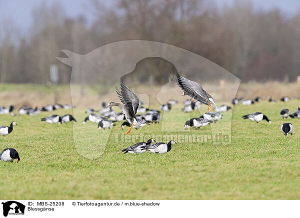Blessgnse / white-fronted geese / MBS-25208