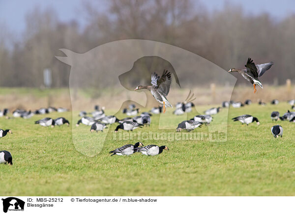 Blessgnse / white-fronted geese / MBS-25212