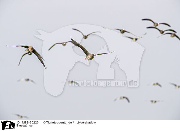 Blessgnse / white-fronted geese / MBS-25220