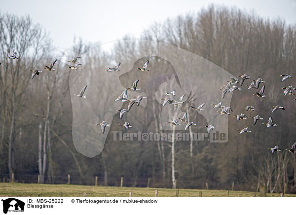 Blessgnse / white-fronted geese / MBS-25222