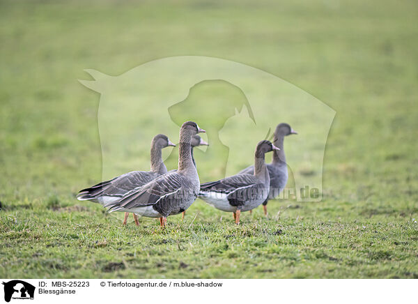 Blessgnse / white-fronted geese / MBS-25223