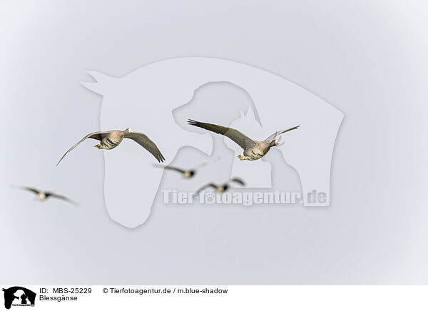 Blessgnse / white-fronted geese / MBS-25229