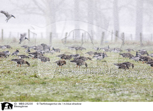 Blessgnse / white-fronted geese / MBS-25230
