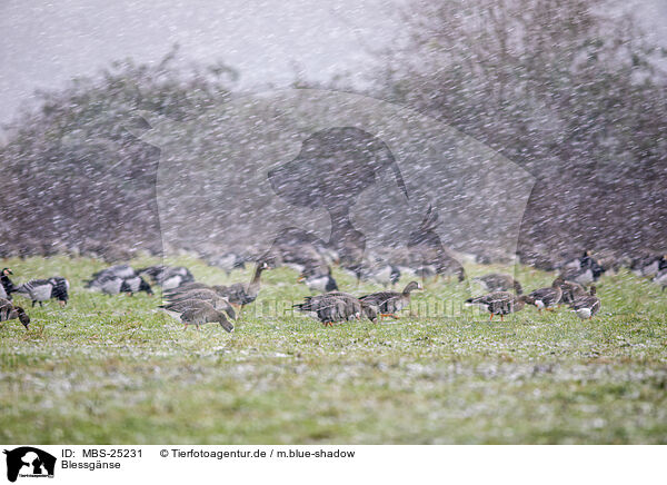 Blessgnse / white-fronted geese / MBS-25231