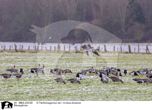 Blessgnse / white-fronted geese / MBS-25236