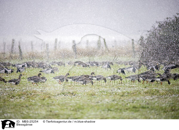 Blessgnse / white-fronted geese / MBS-25254