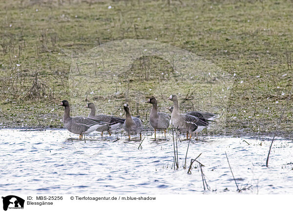 Blessgnse / white-fronted geese / MBS-25256