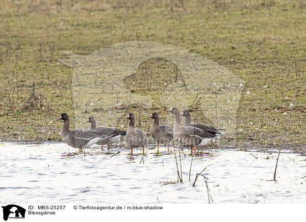 Blessgnse / white-fronted geese / MBS-25257
