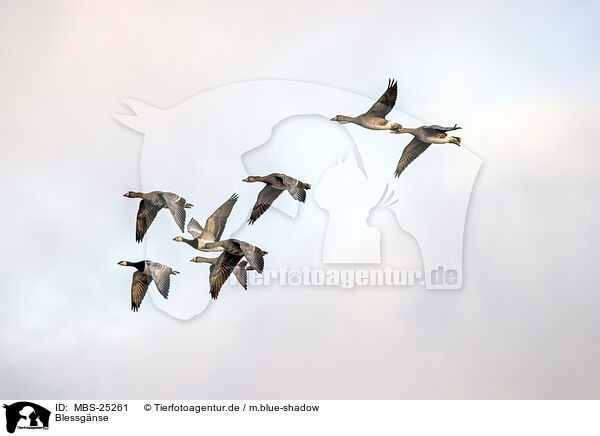 Blessgnse / white-fronted geese / MBS-25261