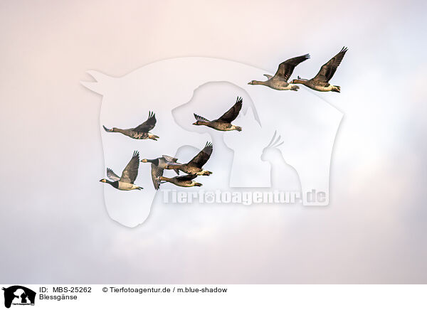 Blessgnse / white-fronted geese / MBS-25262