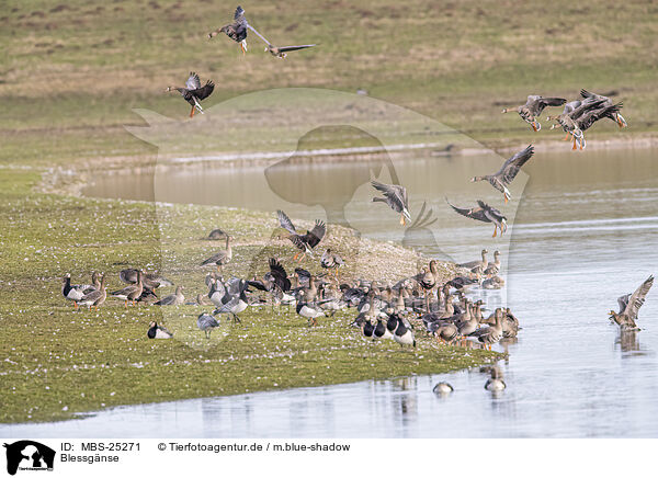 Blessgnse / white-fronted geese / MBS-25271