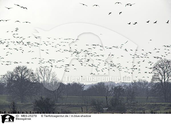 Blessgnse / white-fronted geese / MBS-25279