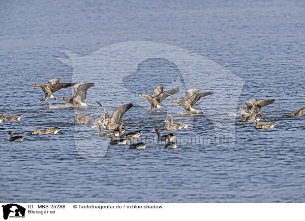 Blessgnse / white-fronted geese / MBS-25288