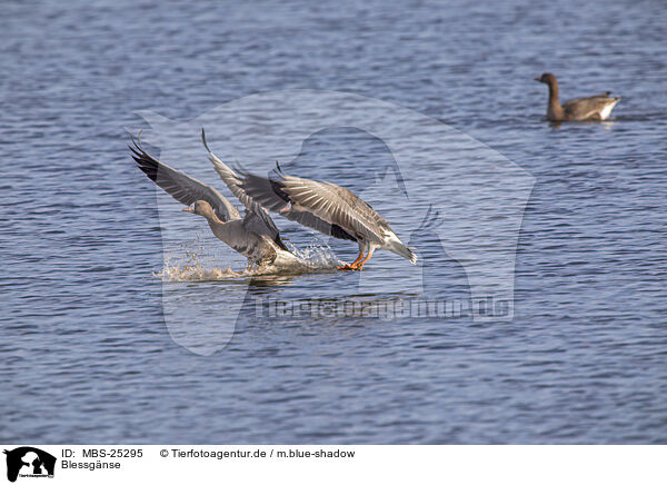 Blessgnse / white-fronted geese / MBS-25295