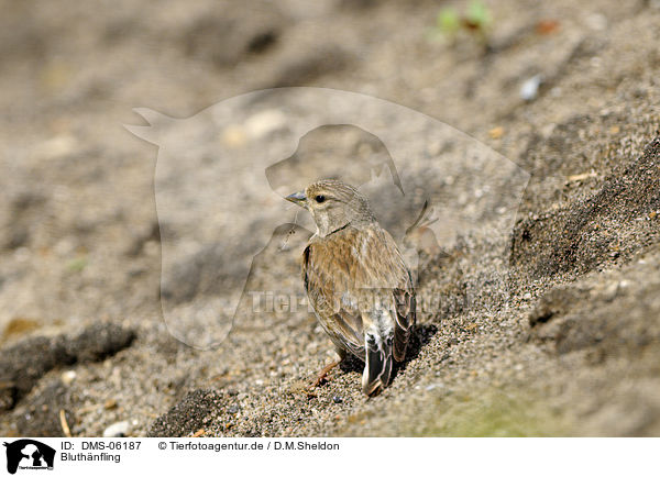 Bluthnfling / Eurasian linnet / DMS-06187