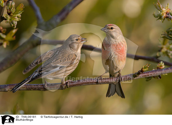 Bluthnflinge / common linnets / THA-06181