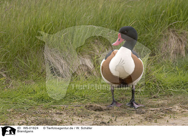 Brandgans / Common Shelduck / WS-01824