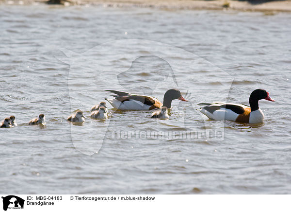 Brandgnse / common shelducks / MBS-04183