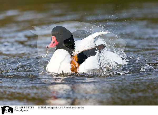 Brandgans / common shelduck / MBS-04783