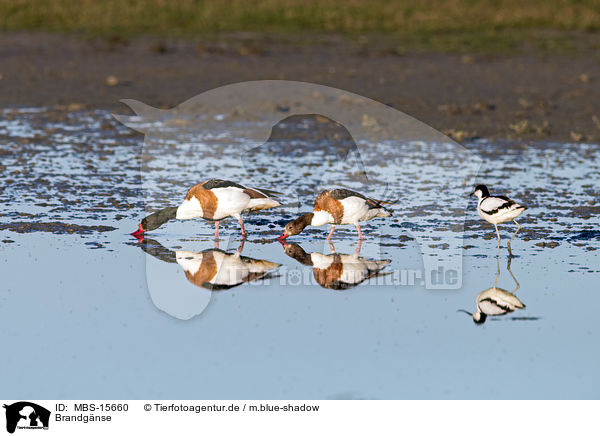 Brandgnse / common shelducks / MBS-15660