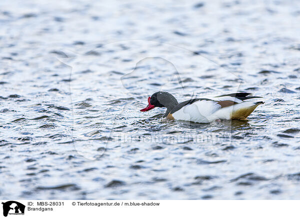 Brandgans / common shelduck / MBS-28031