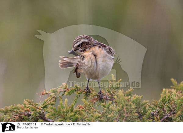 Braunkehlchen / whinchat / FF-02301