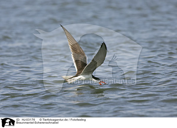 Braunmantel-Scherenschnabel / african skimmer / HJ-03176