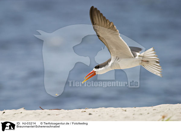 Braunmantel-Scherenschnabel / african skimmer / HJ-03214