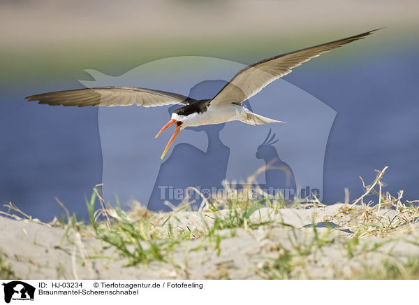 Braunmantel-Scherenschnabel / african skimmer / HJ-03234