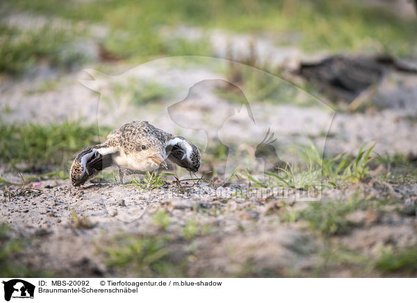 Braunmantel-Scherenschnbel / African Skimmer / MBS-20092