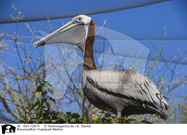 Braunpelikan Vogelpark Marlow / brown pelican Bird Park Marlow / SST-12874
