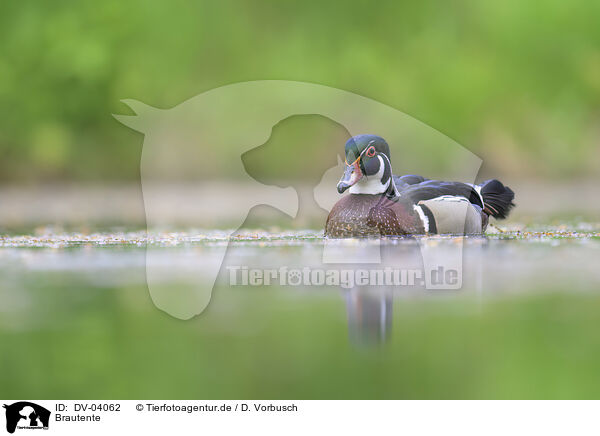 Brautente / wood duck / DV-04062