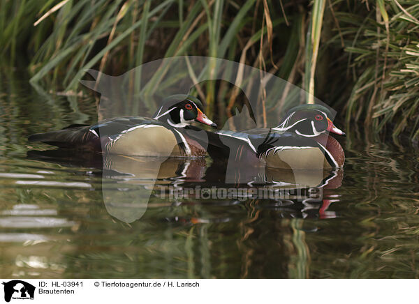 Brautenten / wood ducks / HL-03941