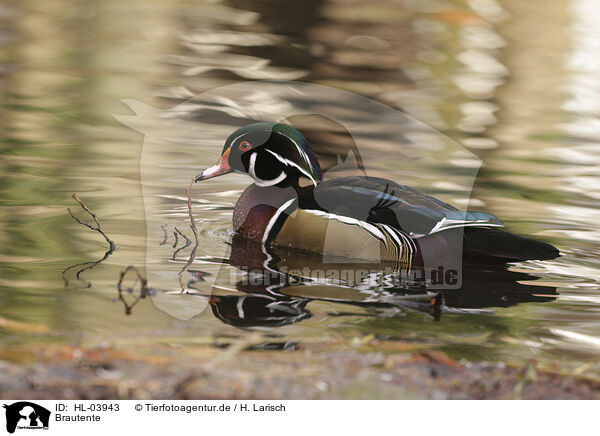 Brautente / wood duck / HL-03943