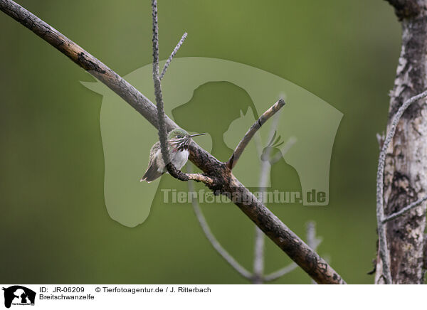 Breitschwanzelfe / broad-tailed hummingbird / JR-06209