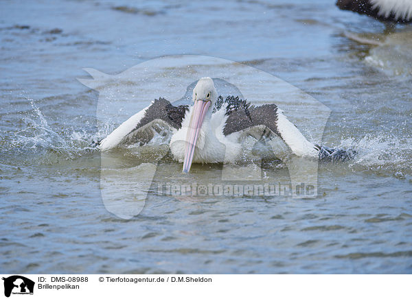 Brillenpelikan / Australian pelican / DMS-08988