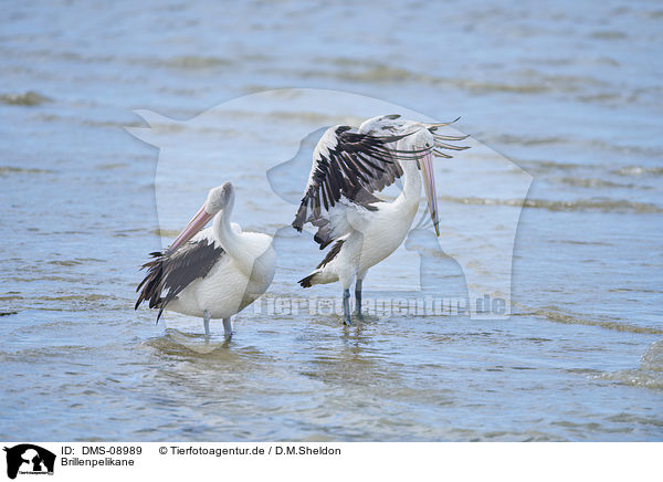 Brillenpelikane / Australian pelicans / DMS-08989