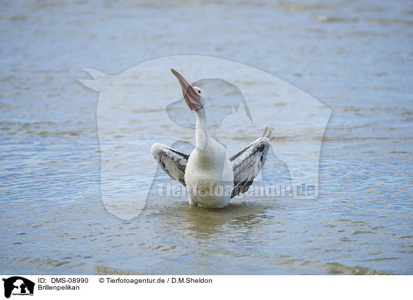 Brillenpelikan / Australian pelican / DMS-08990