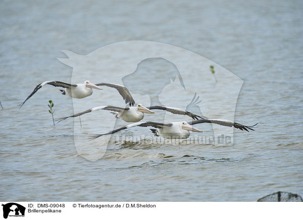 Brillenpelikane / Australian pelicans / DMS-09048